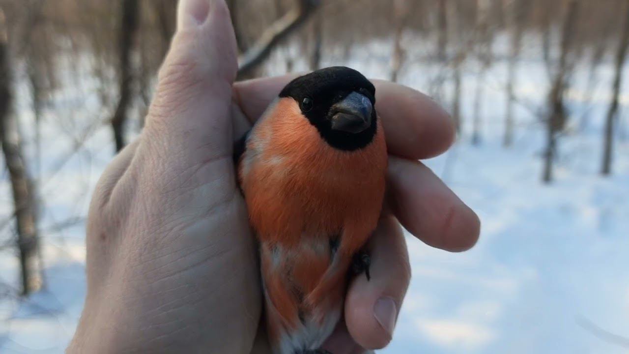Ловля певчих птиц 28.1.2022 год. смотреть онлайн