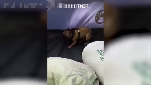 ПРИКОЛЫ С СОБАКАМИ / СМЕШНЫЕ ЖИВОТНЫЕ / УГАРНЫЕ ПРИКОЛЫ ПРО ЖИВОТНЫХ