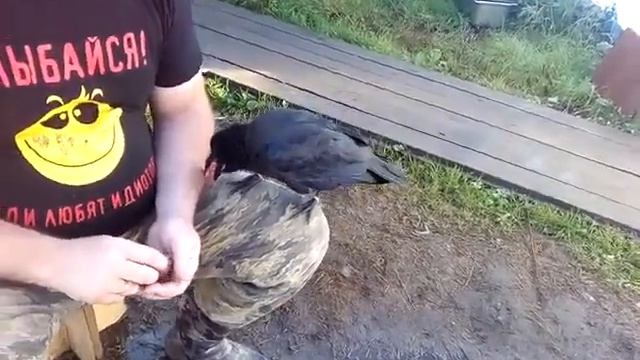 Сахалинский Ворон. смотреть онлайн