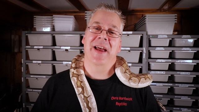 How often should I feed my snake? смотреть онлайн