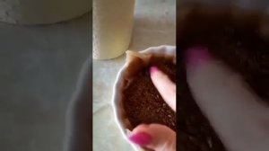 Как проращивать семена льна