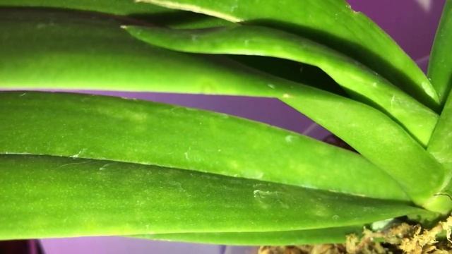 Орхидеи Phal Ld Giga King и Evarise Blue Angel April, 30 2021 смотреть онлайн