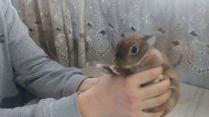 Декоративные кролики: выбираем правильно