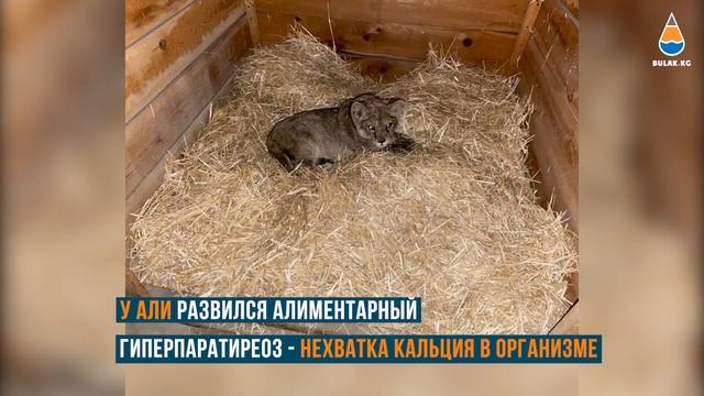Неизвестные оставили двух львят у входа в зоопарк Каракола смотреть онлайн