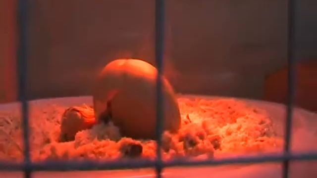 Как вылупляется цыпленок смотреть онлайн