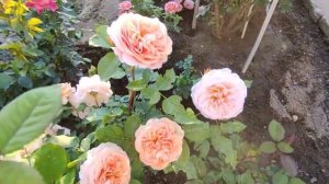 Цветение роз на даче у Елены ????1 часть