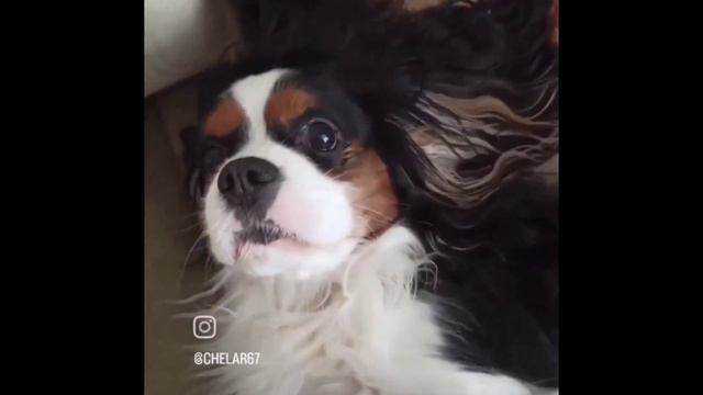 Кавалер Кинг Чарльз спаниель смотреть онлайн