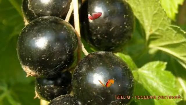 Смородина черная Чудное мгновение ? обзор: как сажать, саженцы смородины Чудное мгновение смотреть онлайн