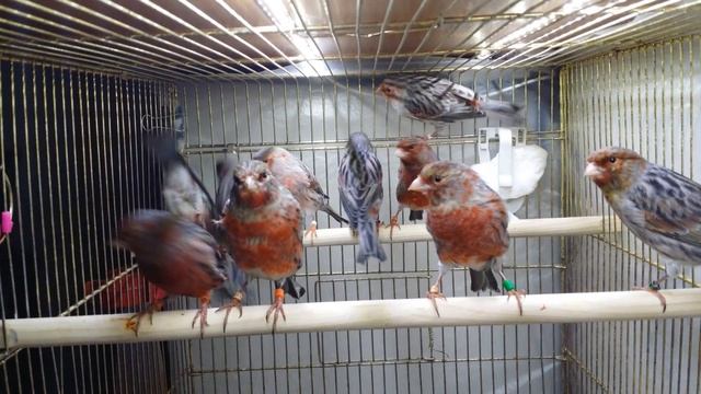 Чёрно красный мозаик, агат красный мозаик2 смотреть онлайн