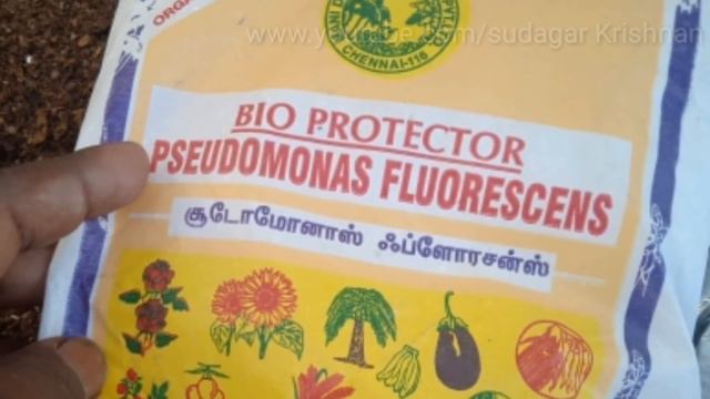 அறுவடை முடிந்த பிறகு மண் கலவையை இப்படி தயார் செய்து பாருங்கள் தாறுமாறான விளைச்சலை எடுக்கலாம்! смотреть онлайн