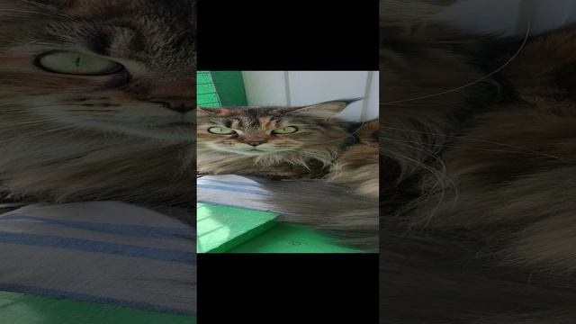 Жаннет Аргун К*