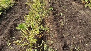 Выкопали картофель Адретта. Этот сорт нас тоже порадовал. Жёлтый, рассыпчатый, вкусный!