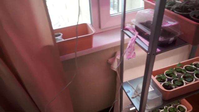 Обзор моей рассады 16 февраля. смотреть онлайн