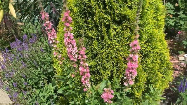 ?ДЕРБЕННИК иволистный (Плакун трава) БЛАШ / ‘BLUSH’. ⭐️Обзор смотреть онлайн