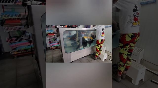 Гідротерапія .Собака спинальник. Водна доріжка. смотреть онлайн