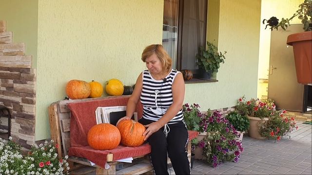 Тыква: когда срезать, как хранить, как ускорить созревание смотреть онлайн