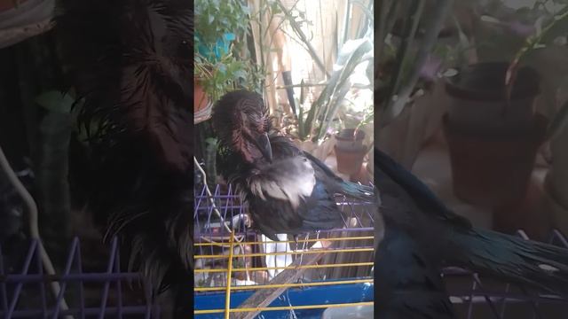 наводит порядок с перьями дикая хищная сорока семейство врановых такого вы не видели! смотреть онлайн