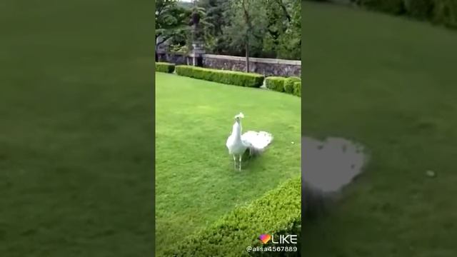 Кто таких павлинов видел? Ставь лайк смотреть онлайн