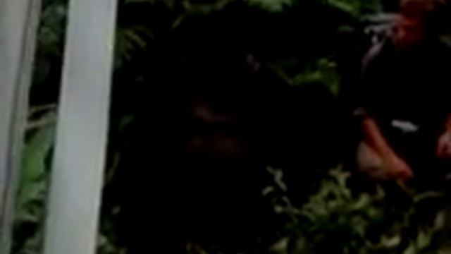 ЖУРНАЛ GEO/ГОРИЛЛЫ/ИНТЕРЕСНЫЕ ФАКТЫ/РАССКАЗЫВАЮ И ПОКАЩЫВАЮ/ЧАСТЬ 1 смотреть онлайн