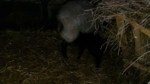 Ещё одна овечка окотилась.У ягнят понос. // Жизнь в деревне