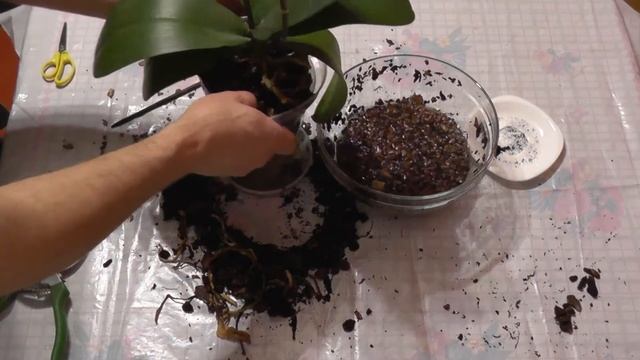 КАК ПЕРЕСАДИТЬ ОРХИДЕЮ смотреть онлайн