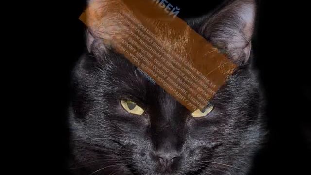 Необычные породы котов и кошек смотреть онлайн
