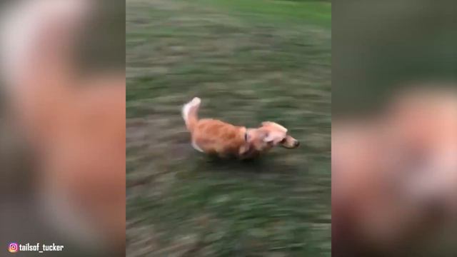 Chiweenie - Top 10 Facts (Chihuahua + Dachshund)