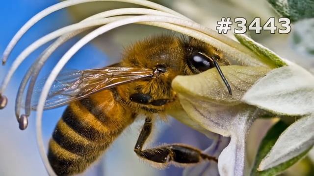 Животные на Вашем Экране