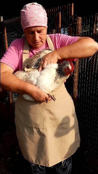 Как найти КЛЕЩА на курице. смотреть онлайн