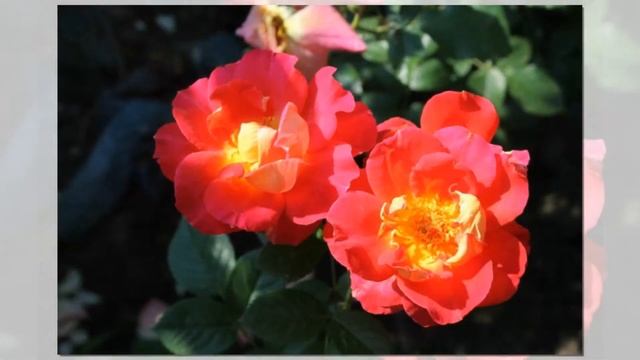 Decor Arlequin Rose, Meilland, Modern Shrub смотреть онлайн