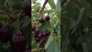 черешня Кордия