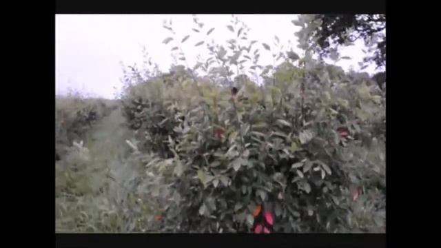 Hardy Amelanchier canadensis смотреть онлайн