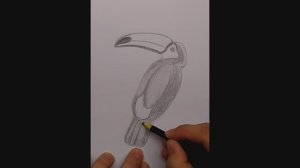 Как нарисовать тукана \\ простые рисунки - тукан // как нарисовать птицу