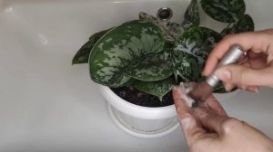 Щитовка на комнатных растениях. Как я успешно борюсь со щитовкой. Вредители на комнатных растениях.