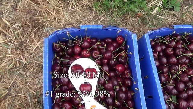 17 tons per hectare of Kordia cherries under Cravo retractable roof, Reid Fruits, Jan 20, 2020 смотреть онлайн