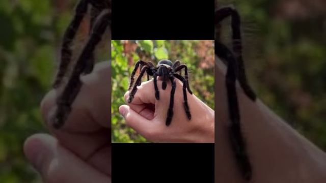 После этого видео ты не уснешь смотреть онлайн