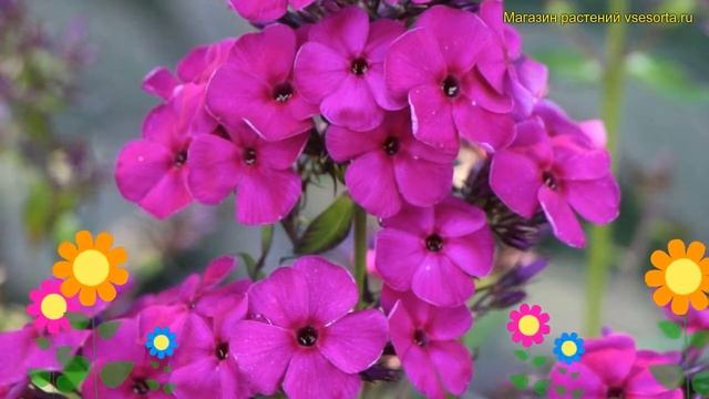 Флокс метельчатый Рэвинг Бьюти. Краткий обзор, описание (phlox paniculata Raving Beauty смотреть онлайн