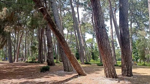 Самое чистое море в Абхазии! Лдзаа, Лзаа (абх.) или Лидзава (груз.). Пицундская бухта. 09 июня 2023 смотреть онлайн