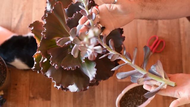 Como fazer MUDAS de SUCULENTAS Echeveria - haste floral смотреть онлайн