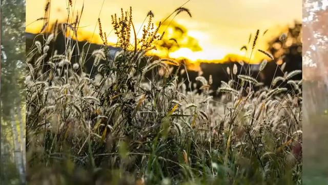 Елена Паршина - Дремлет лето смотреть онлайн