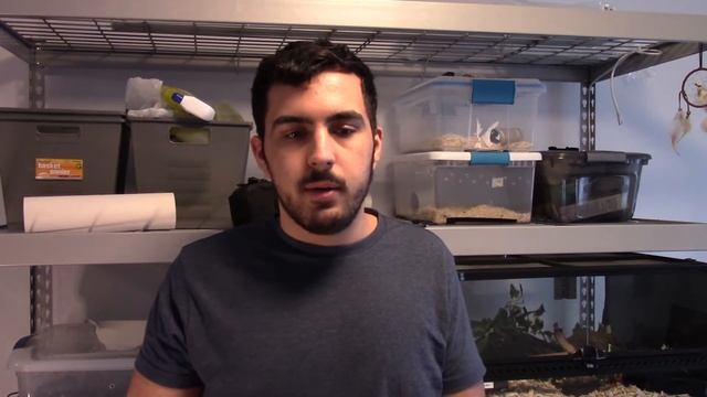 Common Questions Beginner Snake Keepers Ask смотреть онлайн