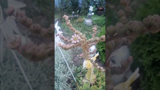 как цветёт каменная роза, быстрые видео смотреть онлайн