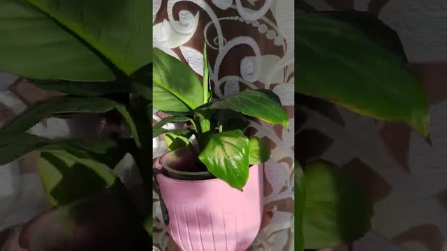 Спатифиллум Блек бьюти смотреть онлайн