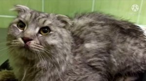 Породистый кот сидел в общественном туалете, вжавшись в стену и шипя на всех, вот как он изменился