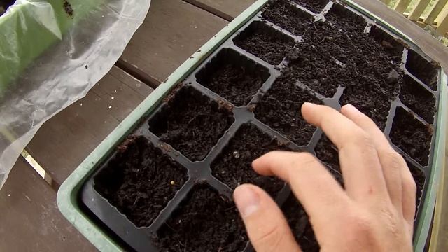 How to grow White Strawberries from seed (pineberries) смотреть онлайн