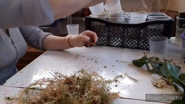 Массовые пересадки ГИГАНТЕЙ_ОРХИДЕЙ/Смена грунта/Зачем?ПОЧЕМУ?/МОХ/ЦЕОФЛОРА/ФИТЕЛЬ/ ??? смотреть онлайн
