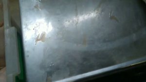 Техасский перепел или белый гигант (вес тушки)