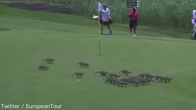Стая мангустов прервала турнир по гольфу смотреть онлайн