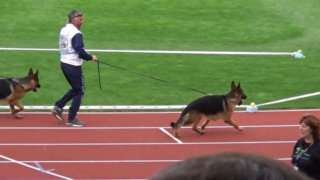 2016 SV BSZS Nuremberg Nachkommengruppen part 60 N-59 Groovy di Casa Massarelli смотреть онлайн