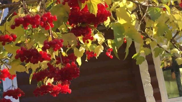 Золото в осеннем саду #роза #грандифлора #фредерикшопен #лириодендрон #калина #кипарисовикбулевард смотреть онлайн